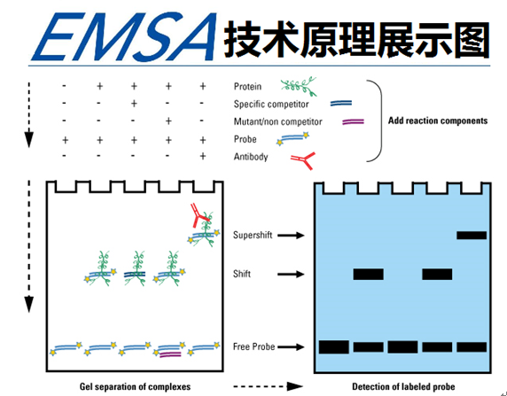 凝膠遷移或電泳遷移率EMSA實驗